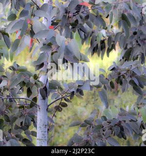 Alberi di eucalipto in estate con variando fogliame colorato in un piccolo vivaio di prova che mostra la bellezza nella natura con i modelli, la forma e la consistenza, in un amico Foto Stock