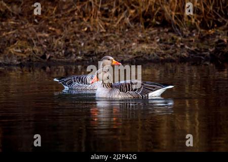 Un'oca grigielag nella natura selvaggia Foto Stock