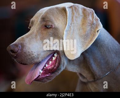 Purosangue bellissimo inglese Toy Terrier cane Foto Stock