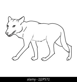 Lupo grigio. Lupo grigio. Una bestia predatoria. Animale selvatico della foresta. Vettore inciso a mano disegnato vintage vecchio schizzo per francobollo, t-shirt, tipografia o badge. Illustrazione Vettoriale