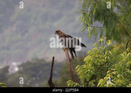 Un aquilone nero indiano arroccato su un ramo di albero secco tra alberi verdi intorno. Si chiama anche Milvus migrans, una varietà comune in India Foto Stock