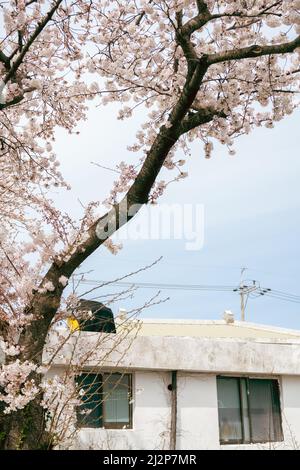 Gwangnyeong-ri Cherry Blossoms strada, vecchia casa in Jeju isola, Corea Foto Stock