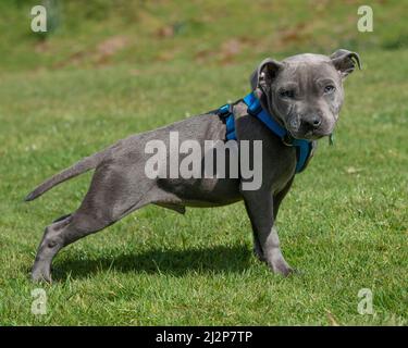 Staffordshire Bull Terrier Puppy Foto Stock