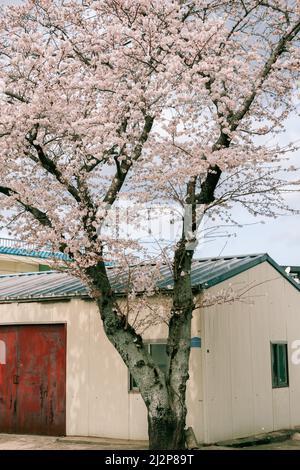 Aewol-eup Goseong-ri villaggio vecchia casa e fiori di ciliegio in Jeju isola, Corea Foto Stock