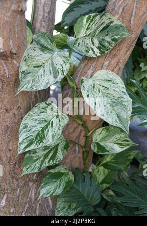 Le foglie variegate bianche e verdi della regina di marmo Pothos che si arrampicano su un albero Foto Stock