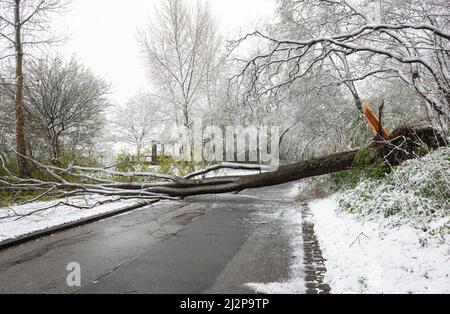 Un albero è stato sradicato durante una tempesta di neve e caduto sopra la strada Foto Stock