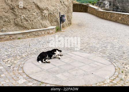 Un grande vecchio cane nero con macchie bianche giace su lastre di pietra alte nelle montagne della Grecia Foto Stock