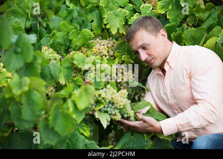 Vintner che controlla i grappoli di uva da vino e le foglie Foto Stock