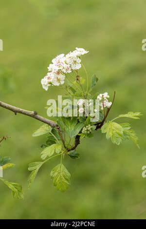 Primo piano di Crataegus monogyna 'Bflora'| / Glastonbury Hawthorn in primavera con fiore bianco su sfondo verde sfocato, Inghilterra Regno Unito Foto Stock