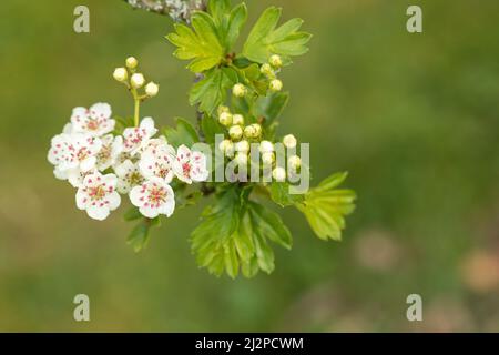 Primo piano di Crataegus monogyna 'Bflora'| / Glastonbury Hawthorn in primavera con fiore bianco su sfondo verde sfocato, Inghilterra Regno Unito Foto Stock