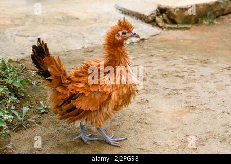 pollo frizzoso piume, giovane uccello di pollo domestico con piume marroni, razza di pollo fantasia Foto Stock