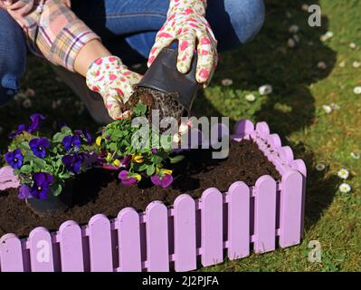 donna con guanti che piantano panties colorate in scatola di fiori rosa, giardinaggio in primavera primo piano Foto Stock