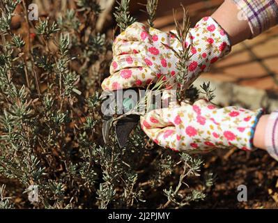 la mano femminile in guanti di fiore contiene forbici di bypass e taglia cespuglio di lavanda, primo piano di lavori stagionali in giardino Foto Stock