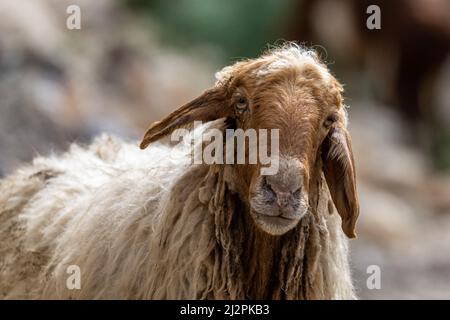 Primo piano della testa di una pecora. Giordania. Foto Stock