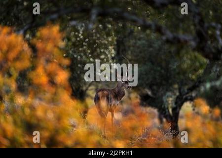 Cervi dalla Spagna nella Sierra de Andujar. Rutting stagione cervo rosso, maestoso potente animale fuori dal bosco, grande animale in habitat foresta. Wildl Foto Stock