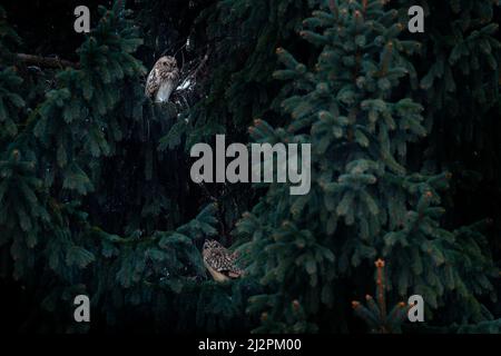 Owl dalle orecchie corte, Asio flammeus, seduto sul abete rosso. Uccello sull'albero di abete rosso. Animale nell'habitat. Gufo durante il giorno nell'habitat. Foto Stock