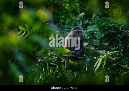 Scimmia diadema blu, Cercopithecus mitis, seduta su albero nella natura foresta habitat, Bwindi impenetrabile Parco Nazionale, Uganda in Africa. Simpatico mon Foto Stock