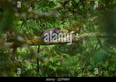 Scimmia diadema blu, Cercopithecus mitis, seduta su albero nella natura foresta habitat, Bwindi impenetrabile Parco Nazionale, Uganda in Africa. Simpatico mon Foto Stock