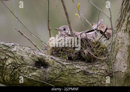 Mistle Thrush, Turdus visivorus, donna adulta incubando uova in nido, Queen's Park, Londra, Regno Unito Foto Stock