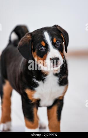 Bellissimo cucciolo tricolore, bouvier de Appenzell, un cane svizzero Foto Stock