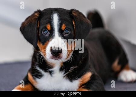 Bellissimo cucciolo tricolore, bouvier de Appenzell, un cane svizzero Foto Stock