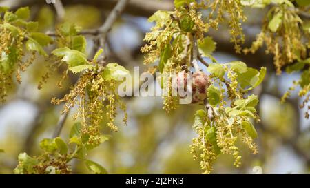 Primo piano Monte Tabor albero di quercia o quercus ithaburensis in Israele Foto Stock