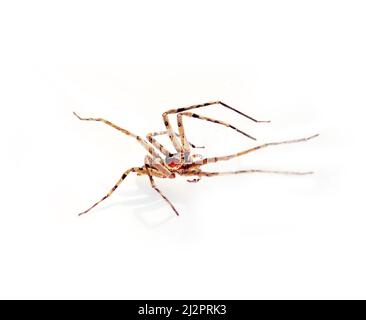 Ragno grande con gambe lunghe, probabilmente venatoria Heteropoda. Sri Lanka. Isolato su sfondo bianco Foto Stock