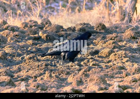 Rooks mangiano i lombrichi sul prato. L'uccello guida con forza il becco nel terreno. Come fa un rook notare un worm burrow in campo arato Foto Stock