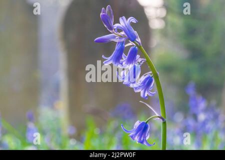 Bluebells nel vecchio cimitero di Southampton Foto Stock