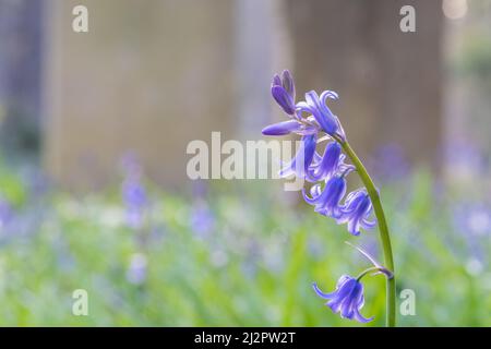 Bluebells nel vecchio cimitero di Southampton Foto Stock