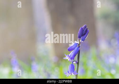 Bluebells nel vecchio cimitero di Southampton Foto Stock