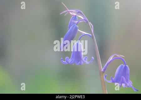 Bluebells nel vecchio cimitero di Southampton Foto Stock