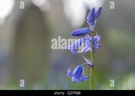 Bluebells nel vecchio cimitero di Southampton Foto Stock