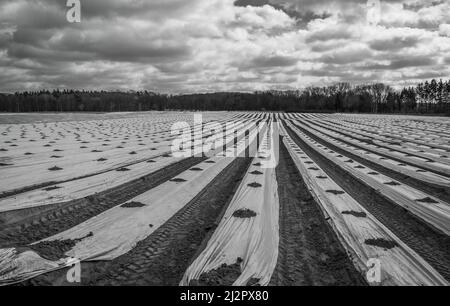 campo di asparagi in primavera Foto Stock