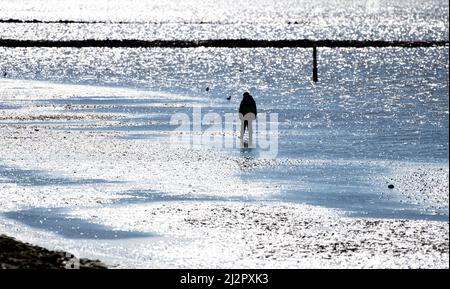 Norddeich, Germania. 02nd Apr 2022. Un ragazzo cammina sulle mudflats sulla spiaggia in tempo di sole. Il 04.04.2022 iniziano le vacanze pasquali nella bassa Sassonia, a Brema e nello Schleswig-Holstein. Credit: Hauke-Christian Dittrich/dpa/Alamy Live News Foto Stock