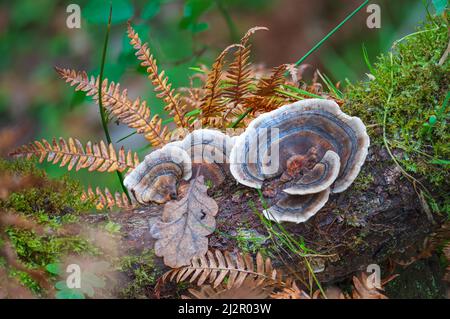 Funghi che crescono su tronchi morti nei boschi a Hodders Coombe vicino Holford sulle colline Quantock, Somerset, Inghilterra, Regno Unito Foto Stock