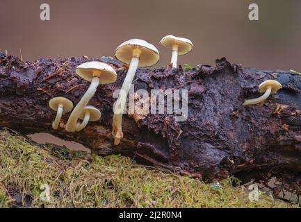 Funghi che crescono su tronchi morti nei boschi a Hodders Coombe vicino Holford sulle colline Quantock, Somerset, Inghilterra, Regno Unito Foto Stock