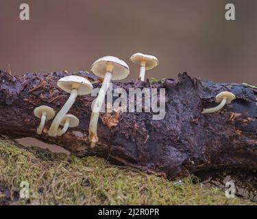 Funghi che crescono su tronchi morti nei boschi a Hodders Coombe vicino Holford sulle colline Quantock, Somerset, Inghilterra, Regno Unito Foto Stock