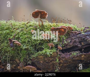 Funghi che crescono su tronchi morti nei boschi a Hodders Coombe vicino Holford sulle colline Quantock, Somerset, Inghilterra, Regno Unito Foto Stock