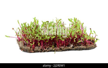 Barbabietola rossa, germogli freschi e foglie giovani vista frontale su sfondo bianco. Vegetale, vegetale e microgreen. Foto Stock