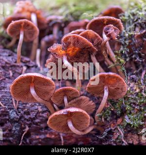 Funghi che crescono su tronchi morti nei boschi a Hodders Coombe vicino Holford sulle colline Quantock, Somerset, Inghilterra, Regno Unito Foto Stock