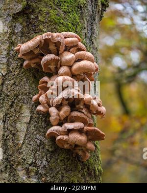 Funghi che crescono su tronchi morti nei boschi a Hodders Coombe vicino Holford sulle colline Quantock, Somerset, Inghilterra, Regno Unito Foto Stock