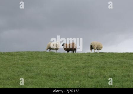 tre pecore sono in piedi sulla cima di una verde parete di mare erbosa sulla costa olandese con un cielo grigio sullo sfondo in primo piano primavera Foto Stock