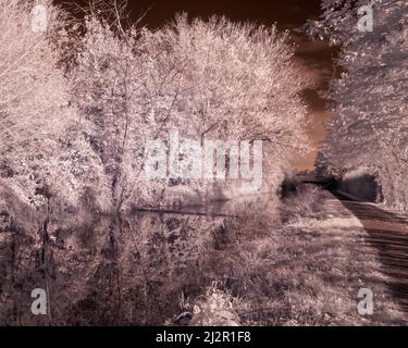 Foto a infrarossi guardando lungo il Bridgewater e il canale di Taunton a Taunton, Somerset, Inghilterra, Regno Unito. Parte della East Deane Way. Foto Stock