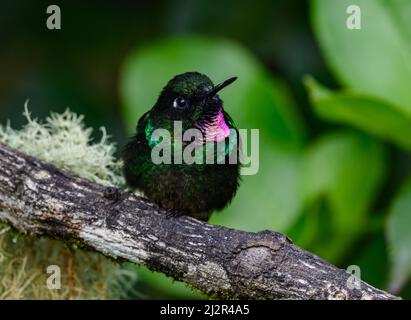 Un colourmalino colorato uccello del Sunangel hummingbird (Heliangelus exortis) arroccato su un ramo. Colombia, Sud America. Foto Stock