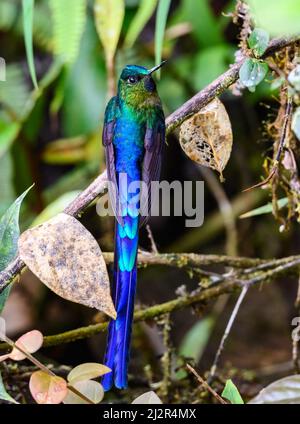 Un hummingbird Sylph dalla coda violetta (Aglaiocercus coelestis) arroccato su un ramo. Colombia, Sud America. Foto Stock