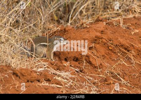 Scoiattolo a righe, eritropus Xerus, nel Parco Nazionale di Tsavo Ovest in Kenya. Foto Stock