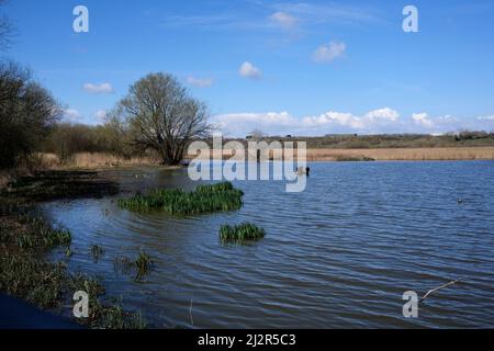 riserva naturale nazionale di stodmarsh nel kent orientale, canterbury, regno unito aprile 2022 Foto Stock