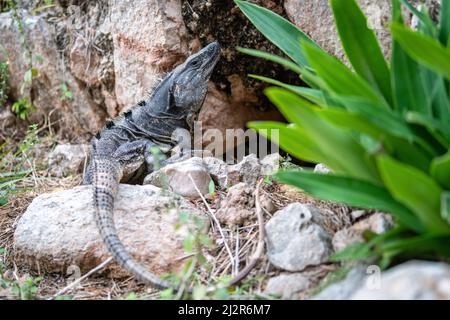 Primo piano di iguana o lucertola presso le rovine maya (complesso di templi Uxmal) nella penisola dello Yucatan, Messico Foto Stock