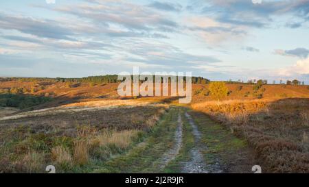 Vista attraverso la brughiera a un cielo drammatico sopra Cherry Tree Slade in autunno Cannock Chase Area of Outstanding Natural Beauty Staffordshire Foto Stock